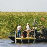 Florida Wetland Nutrient Transport