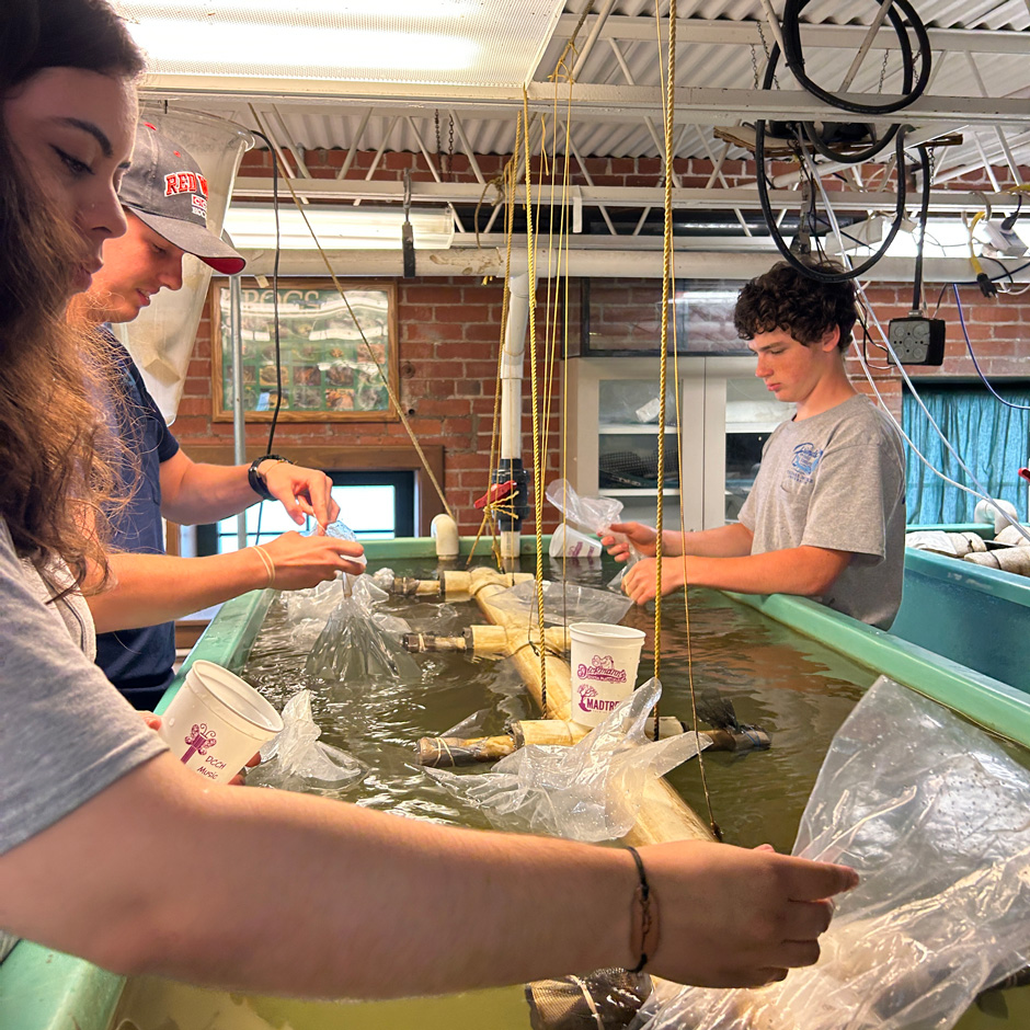 Thomas More University Biology Field Station interns acclimate fathead minnows (Pimephales promelas) to an Ohio River water tank. (Molly Williams / TMU Biology Field Station)